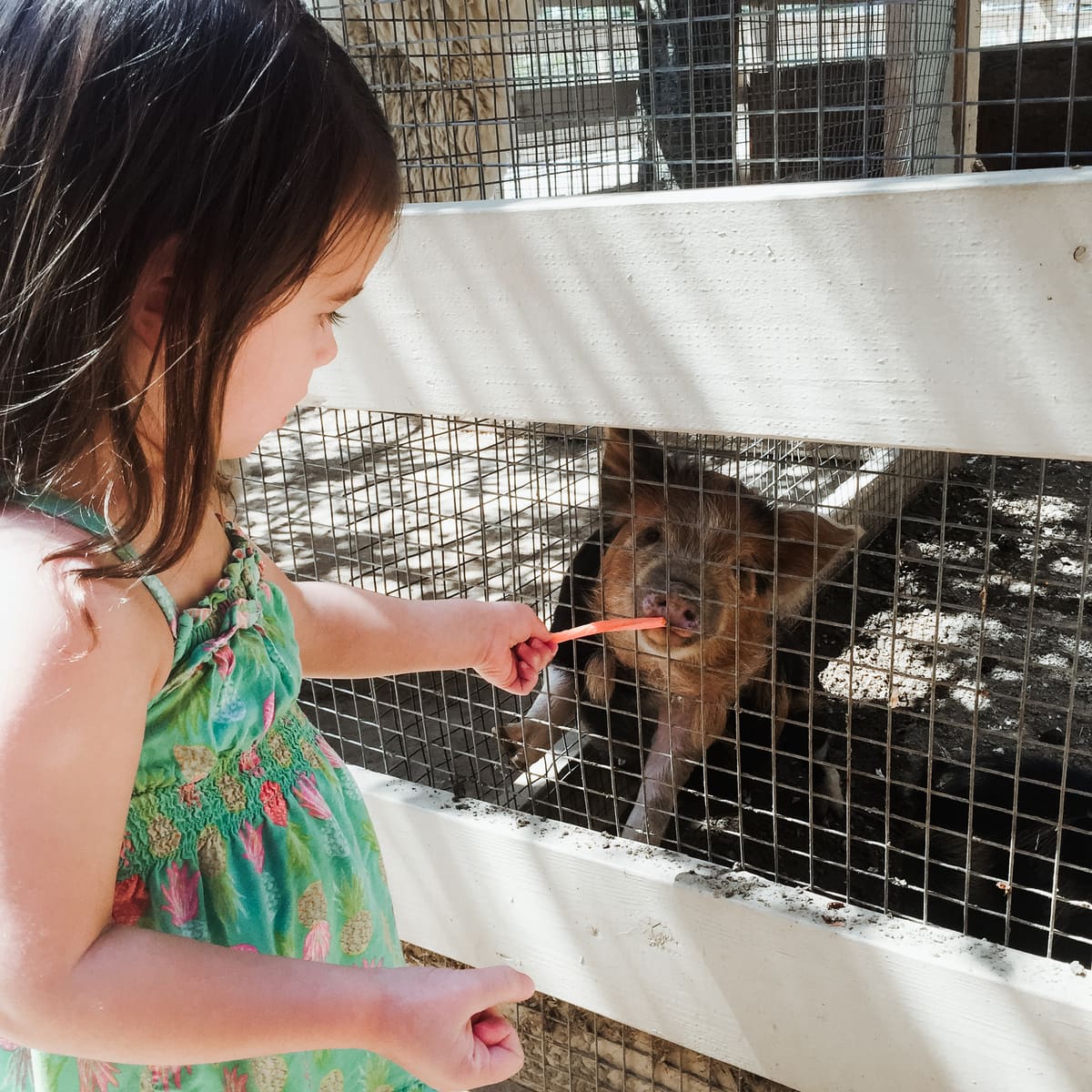 Zoomars - fun petting zoo for kids in Orange County