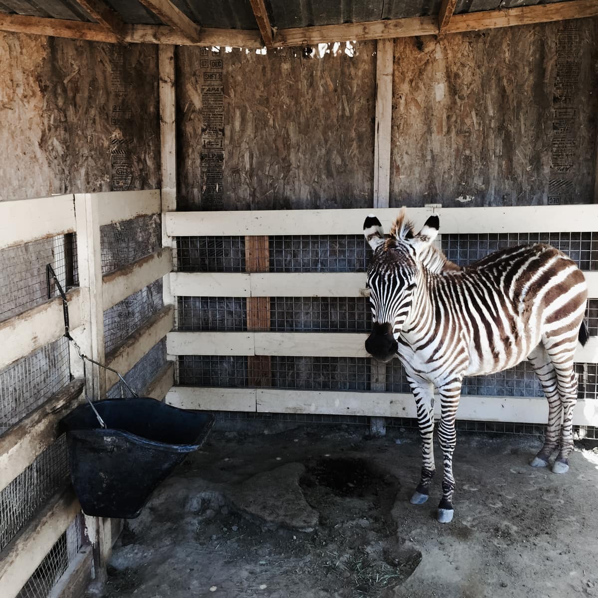 Zoomars - fun petting zoo for kids in Orange County things to do