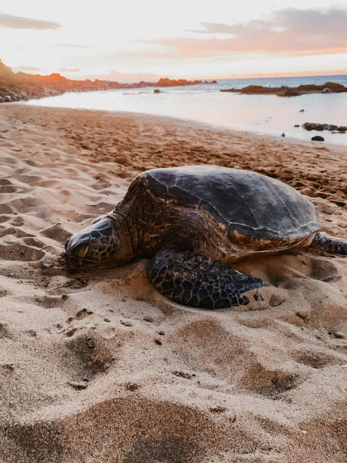 sea turtles hawaii
