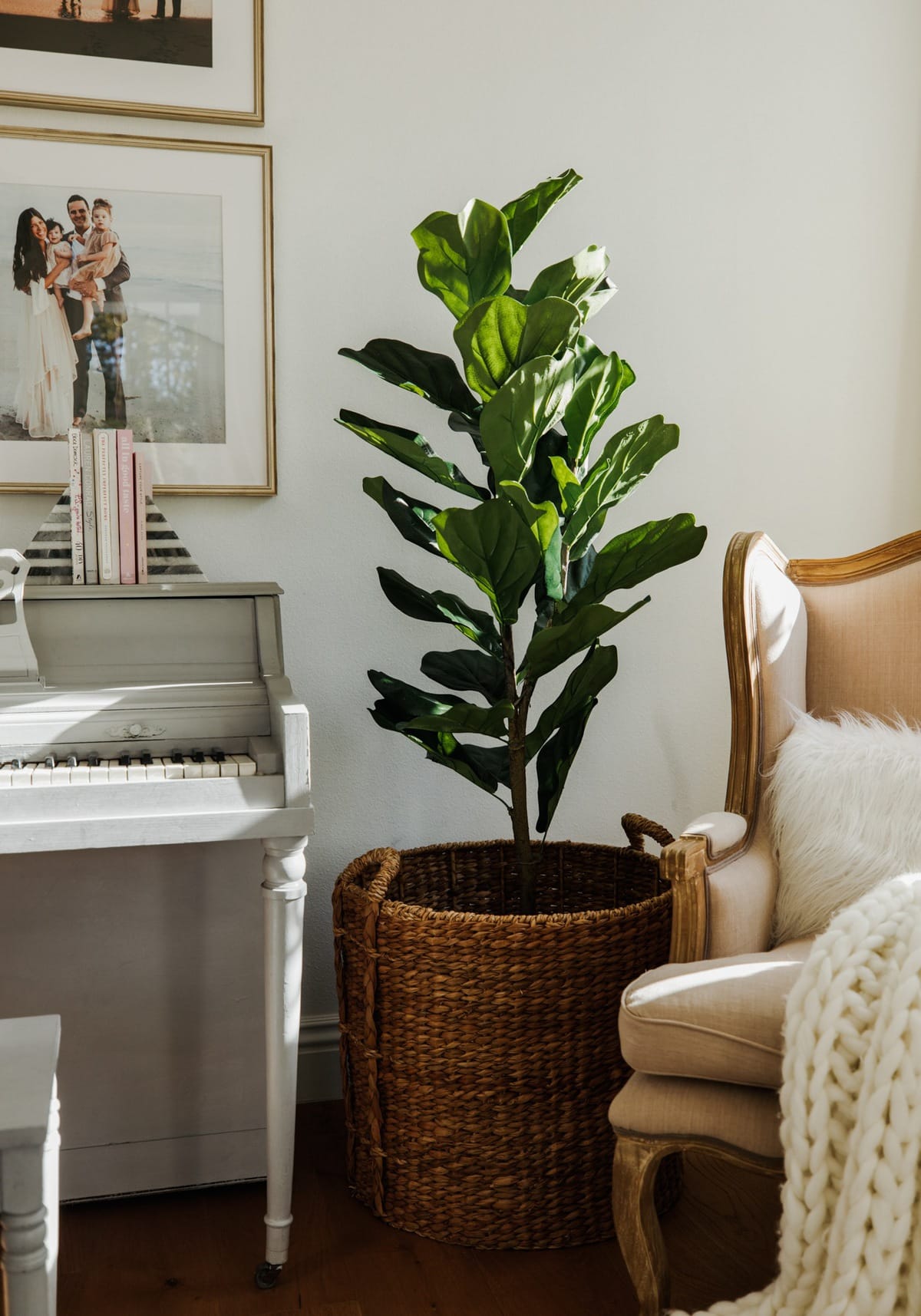 fiddle leaf fig tree