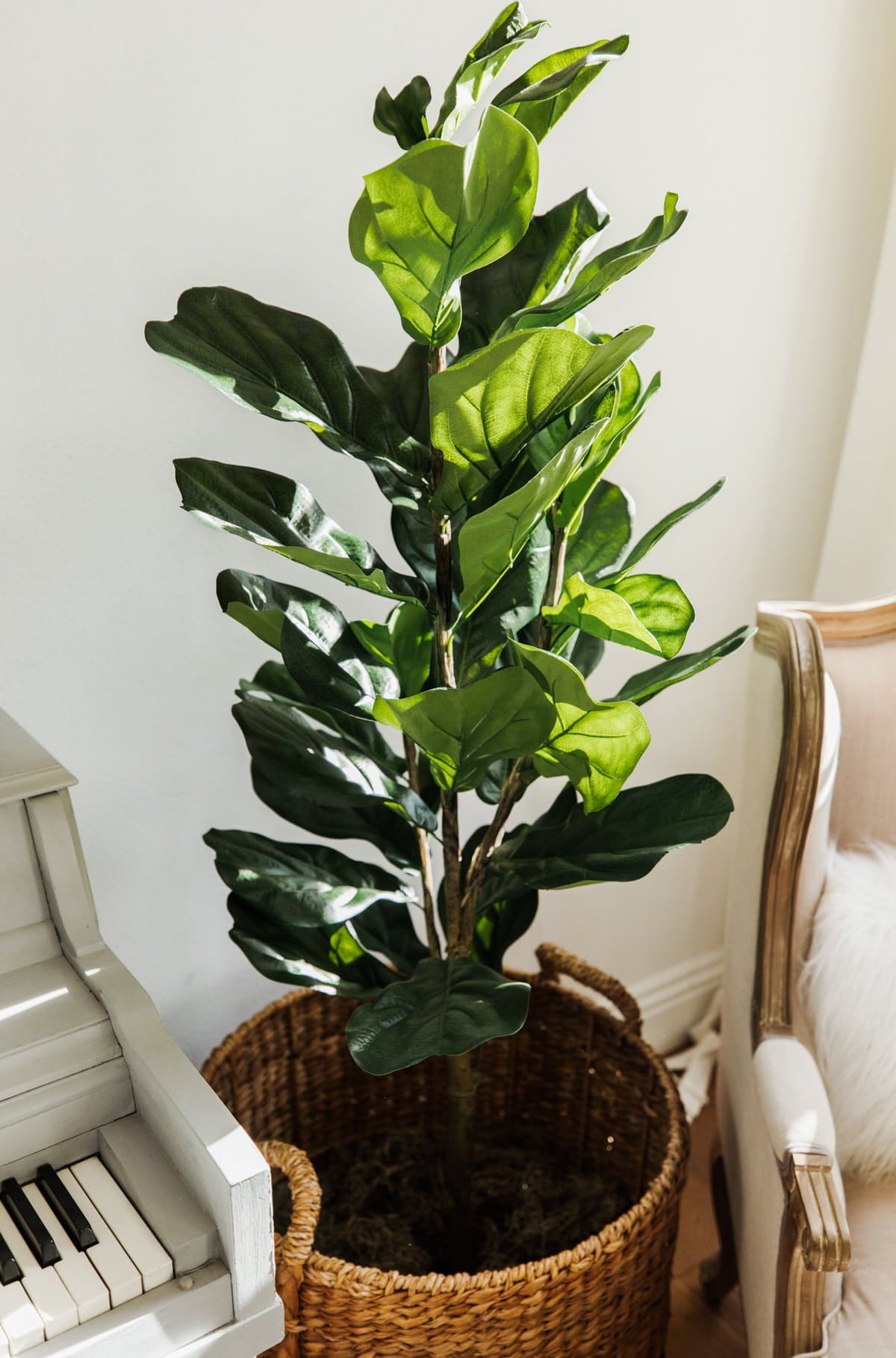 fiddle leaf fig tree