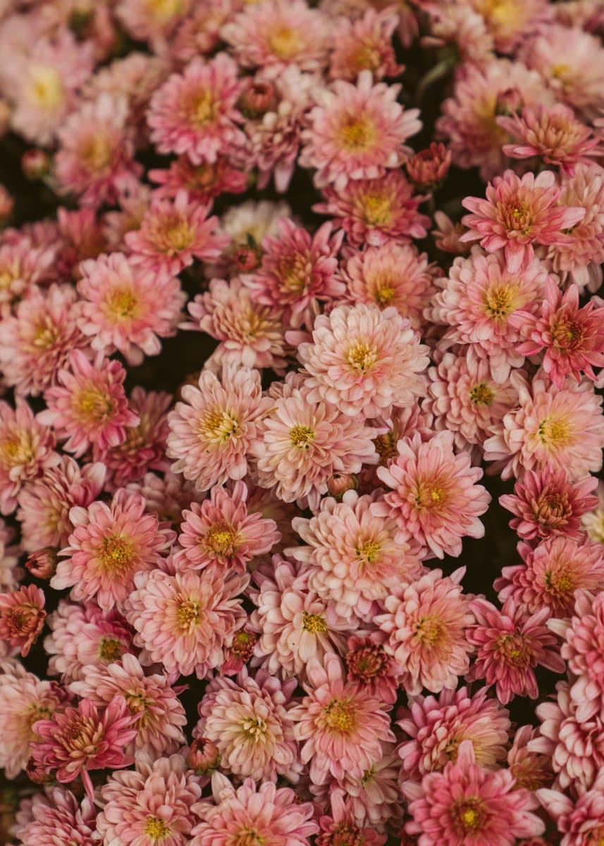 fall mums