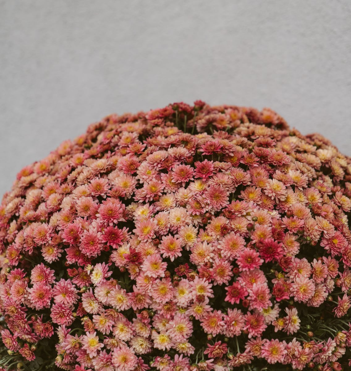 fall mums on front porch