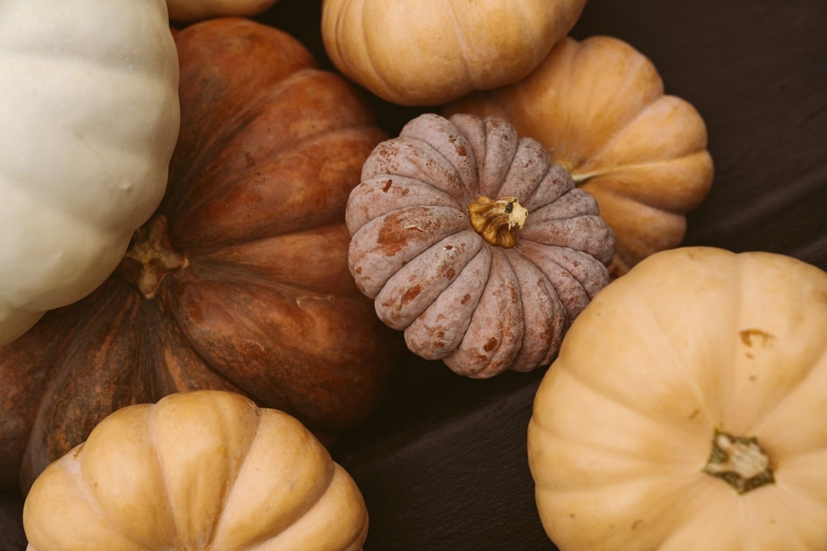 multicolored pumpkins