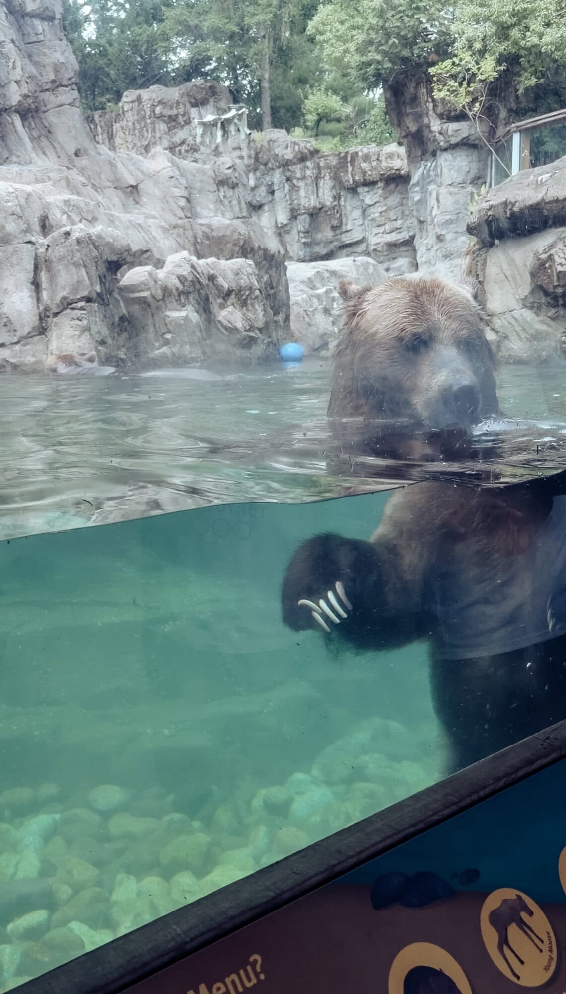 A full grown grizzly bear seen up close through the glass at the Central Park Zoo grizzly enclosure